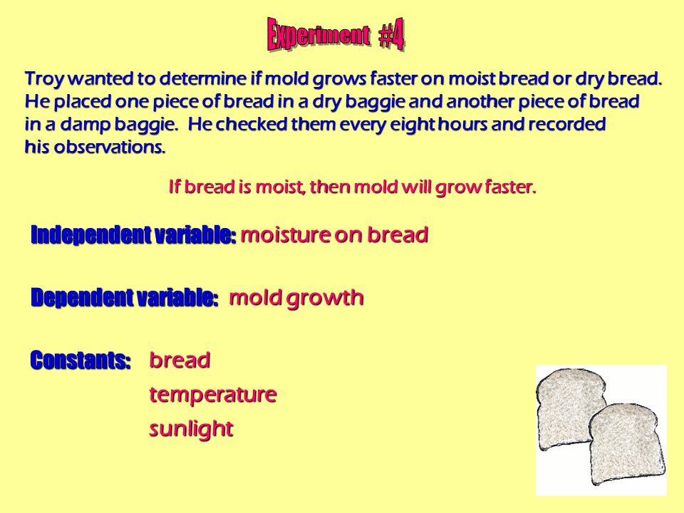Moldy Bread Experiment